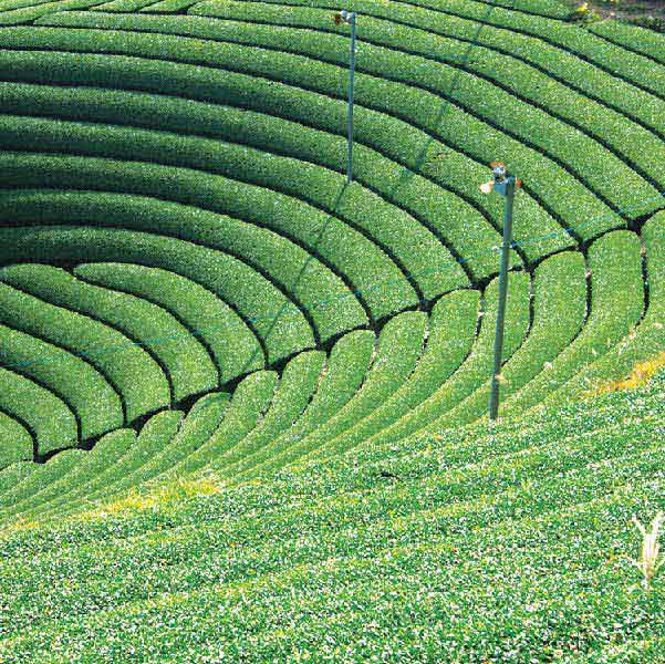 茶の一茶 狭山　深蒸し新茶詰合せ(狭山深蒸し新茶100g×3袋)【お届け期間：5/10(水)〜6/30(金)】【ふるさとの味・北関東】　商品画像2