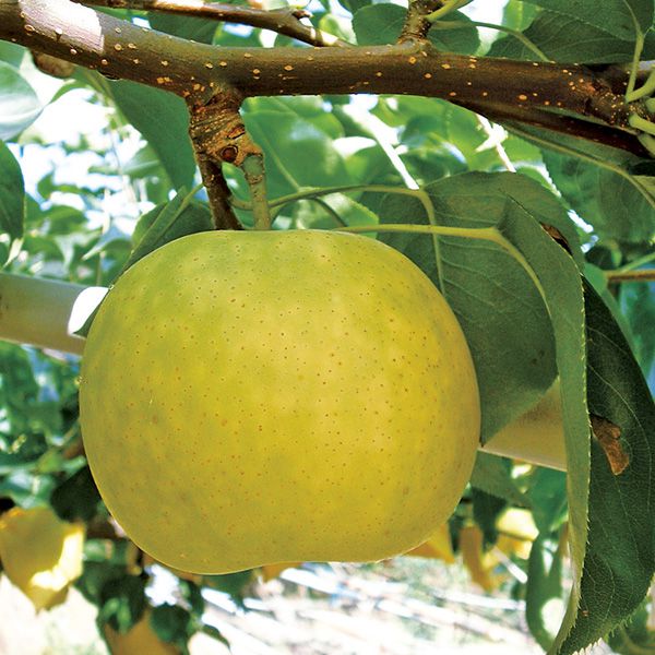 鳥取県産(JA鳥取中央) 東郷の二十世紀梨 赤秀5kg3L14玉または4L12玉(お届け期間:8月26日〜9月25日)【NN】　商品画像2