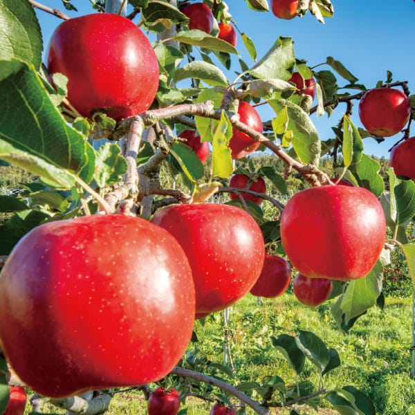 青森県産JA相馬村 りんご(サンふじ) 2.5kg(8〜10玉)【お届け期間:12/1(月)〜12/25(木)】【MK】　商品画像2