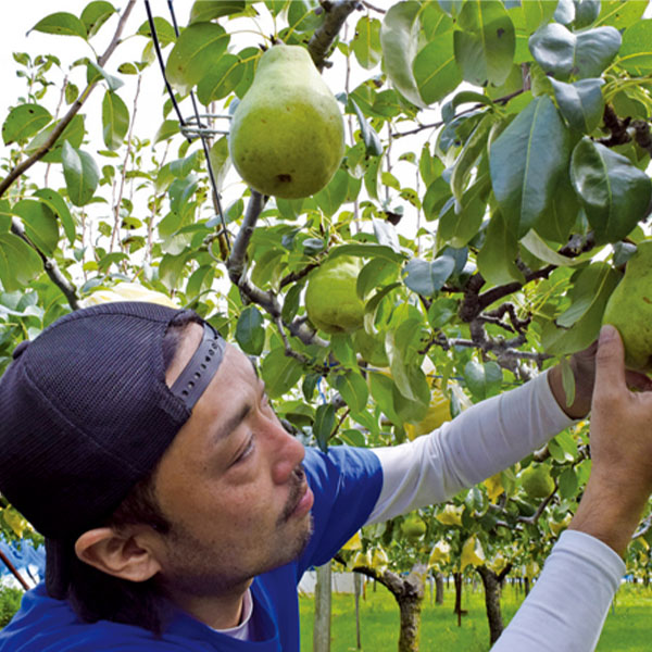 新潟県産(新潟市)長谷川さん ル レクチエ 3.9kg以上(10〜14玉)【お届け期間 11／18〜12／28】【ふるさとの味・北陸信越】　商品画像2