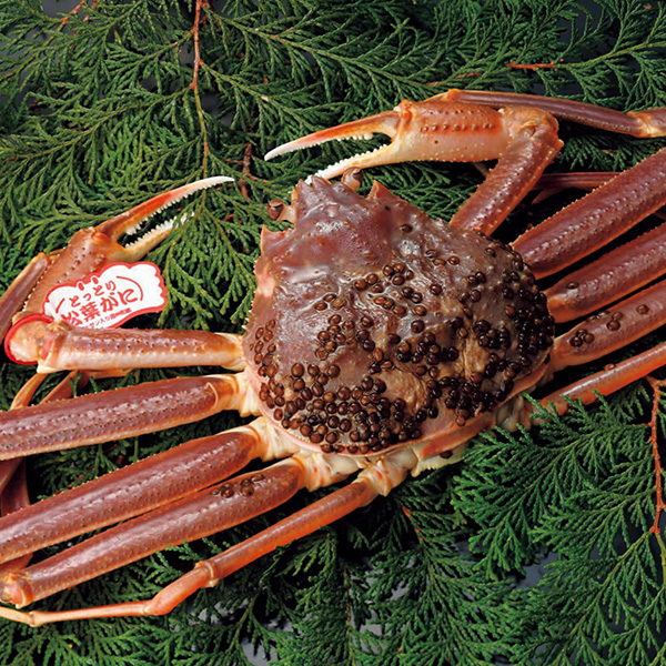 鳥取県 中村商店 生松葉がに700g【お届け期間:11月11日〜12月23日】【ふるさとの味・中四国】　商品画像2