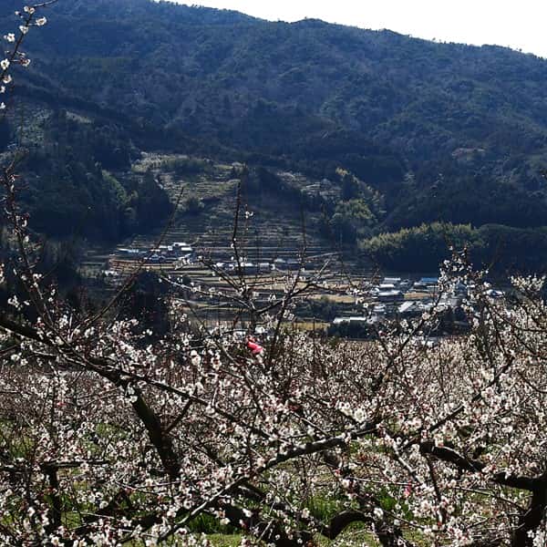 和歌山県産 JAわかやま(紀南地域本部)南高梅(4Lサイズ 3kg)秀品 4Lサイズ 3kg(お届け期間:6月1日〜7月7日)【旬鮮便】【NN】　商品画像2