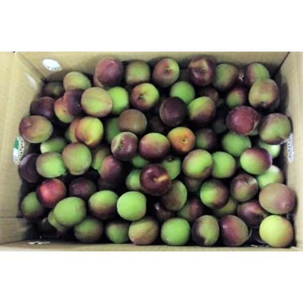 和歌山県産 JAわかやま(紀南地域本部)パープルキング(L〜3Lサイズ 5kg)秀品 L〜3Lサイズ 5kg(お届け期間:6月1日〜7月7日)【旬鮮便】【NN】 商品画像2