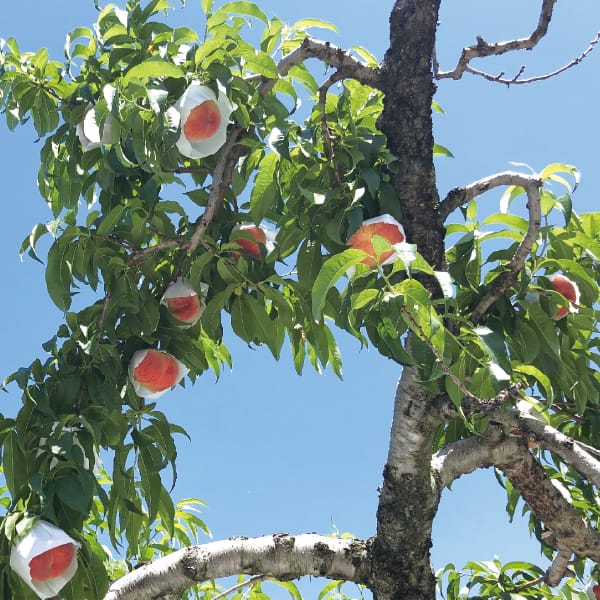 山梨県産 甲州市大藤地区生産者グループの桃(夢みずき) 3kg9玉〜12玉 【限定100点】【お届け期間:7/10(金)〜7/20(月)】【MK】 商品画像2