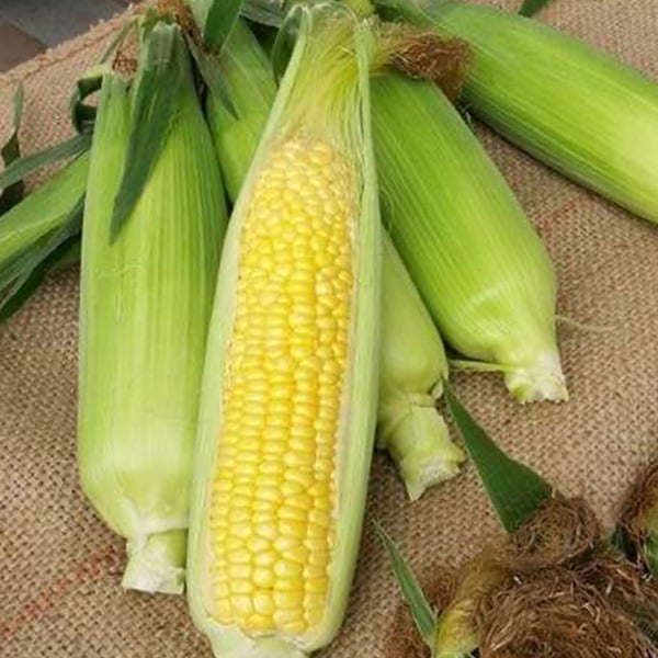 北海道産 とうもろこし ゴールドラッシュ 4kg 10〜11本【お届け期間：7月20日〜9月15日】【超！ナツ夏祭り】　商品画像2