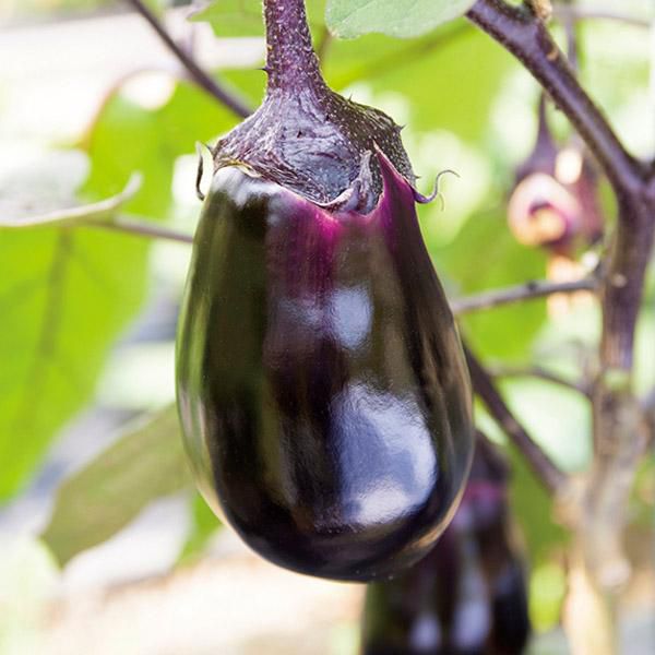 大阪府産(JAいずみの・大阪泉州)水なす4kg入り(20玉入)(お届け期間:7月1日〜7月20日)【旬鮮便】【NN】 商品画像1