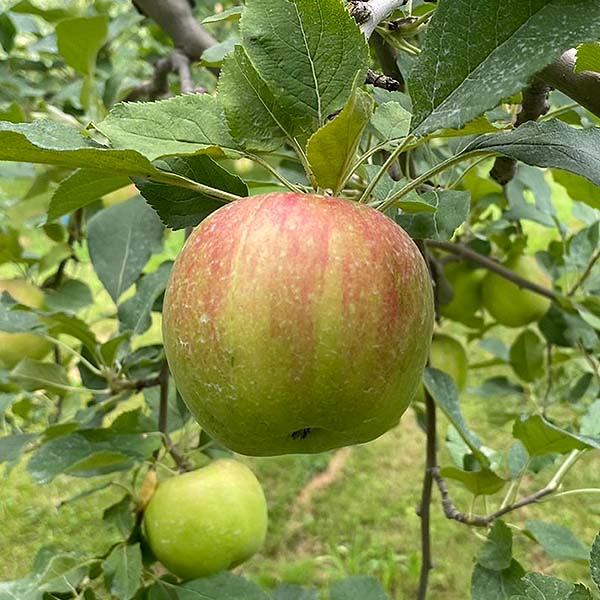 青森県産 田村さんのりんご 紅玉 3kg 11~14個【限定30点】【お届け期間：10月1日〜10月10日】【お買い得セール9月】　商品画像2