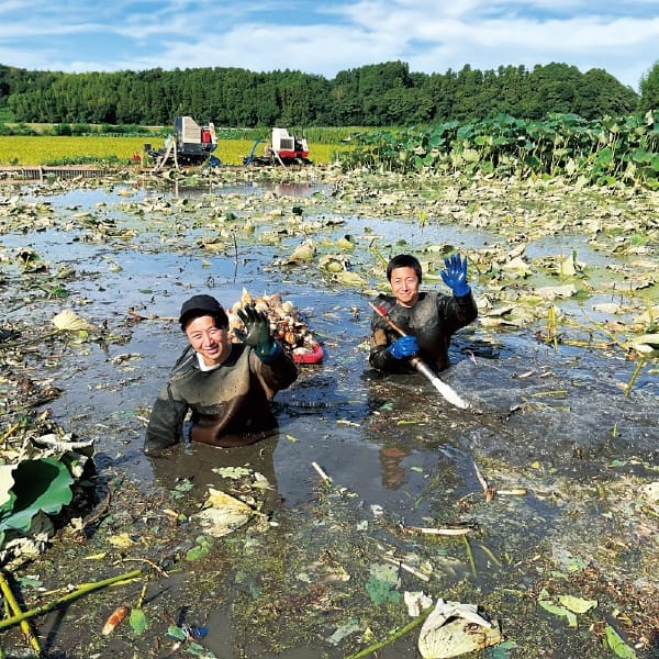 千葉県産成田ケンコウファーム 千葉県成田市産れんこん(2kg)【お届け期間：12/5(木)〜12/28(土)】【ふるさとの味・南関東】　商品画像2