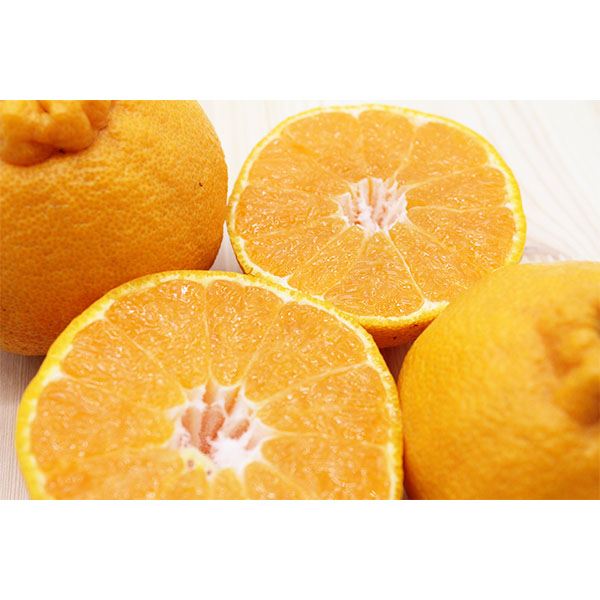 鹿児島県産 大将季 3kg【限定100点】【お届け期間:12月20日〜12月28日】【イオンゴールドカード会員さま限定特別セール12月】 商品画像2