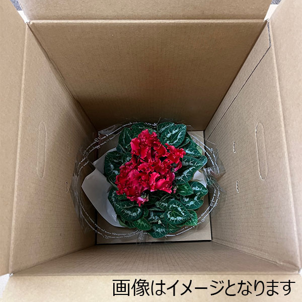 新潟 佐藤農園 シクラメン「クリスピーノ」赤・ピンク系 5号鉢（鉢直径約15cm、高さ約35cm）【お届け期間 12／11〜12／22】【イオンのクリスマス】【ふるさと・北陸信越】　商品画像2