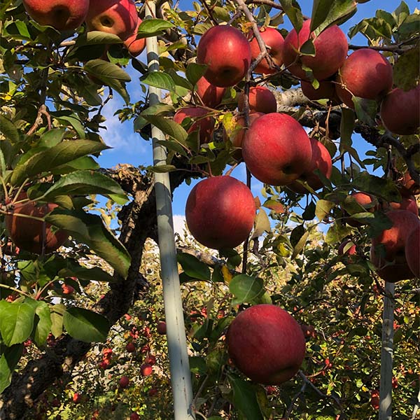 青森県産 りんご サンふじ 2kg 糖度13度選果 わけあり ご家庭用【限定300点】【お届け期間：2月20日〜3月10日】【お買い得セール2月】　商品画像1