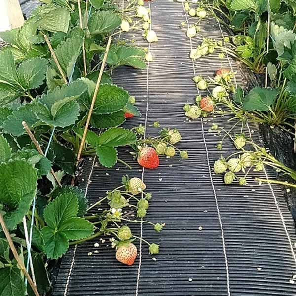 福岡県産 いちご 博多あまおう ソフトパック 250g×2トレー【お届け期間:1月25日〜2月10日】【イオンゴールドカード会員さま限定特別セール1月】 商品画像2