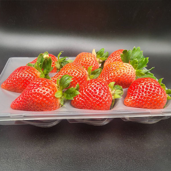 福岡県産 いちご 博多あまおう ゆりカーゴ(6・8・9・11玉) 250g×2パック【お届け期間：1月25日〜2月10日】【イオンゴールドカード会員さま限定特別セール1月】　商品画像2