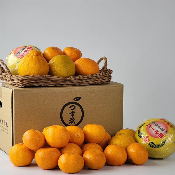 熊本県産 柑橘セット 7.5kg【お届け期間：2月20日〜3月10日】【お買い得セール2月】　商品画像2