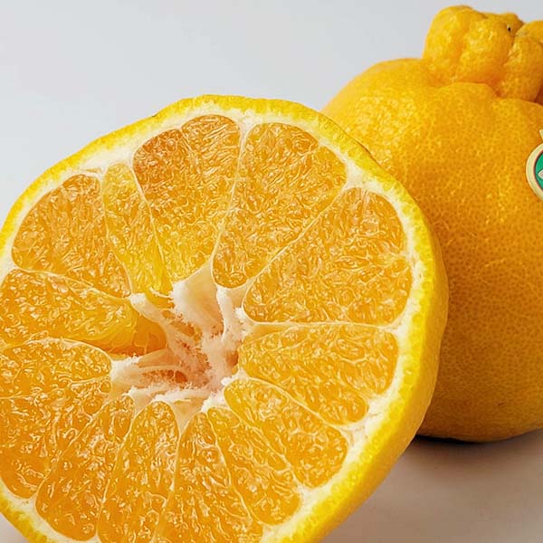 熊本県産 デコポン 2kg【お届け期間：2月14日〜2月28日】【九州フェア】　商品画像2