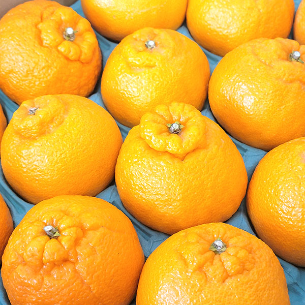 熊本県産 不知火 4kg 12〜22玉【お届け期間:3月1日〜3月25日】【イオンゴールドカード会員さま限定特別セール2月】 商品画像2