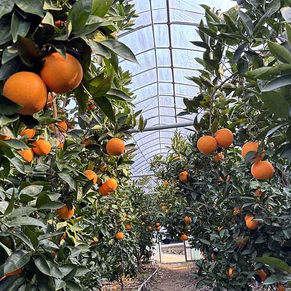 愛媛県産(JAえひめ中央中島選果場)デリッシュネーブル 1.5kg 2L〜4L(6玉ー4玉)【お届け期間:3月1日〜3月15日】【イオンゴールドカード会員さま限定特別セール2月】 商品画像2