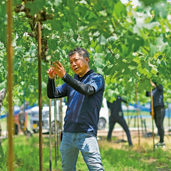 岡山県産(総社市)山下さんのピオーネ 700g以上・1房入り【お届け期間:7月1日〜8月6日】【NN】　商品画像2
