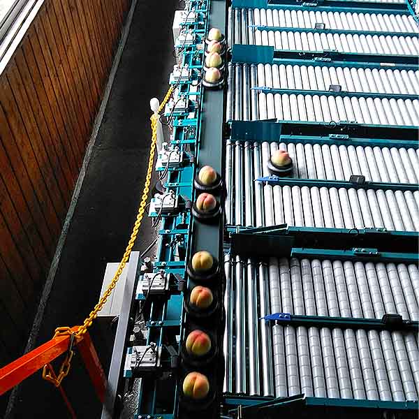 岡山県産 もも 天候のいたずら ご自宅用 わけあり  6〜9個【限定100点】【お届け期間：6月26日〜7月28日】【GW】　商品画像2