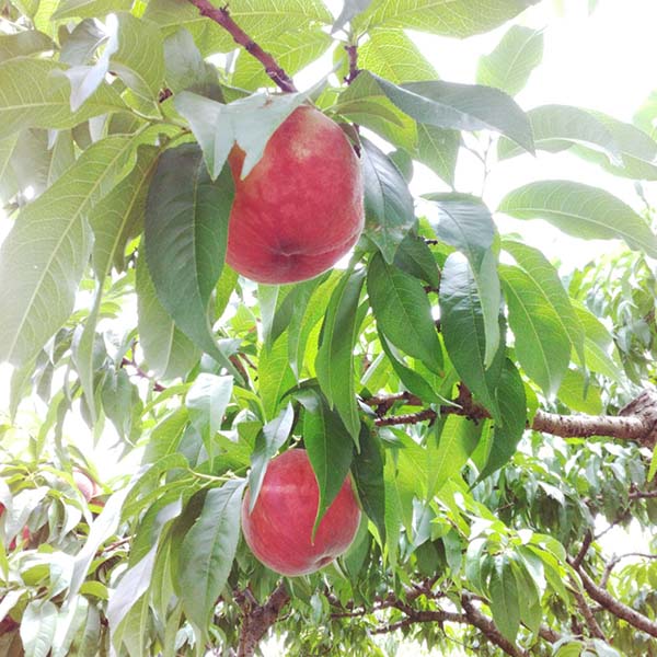 山梨県産(JAフルーツ山梨春日井支所)もも かすがい 3玉【限定100点】【お届け期間：7月20日〜7月31日】【イオンゴールドカード会員さま限定特別セール6月】　商品画像2