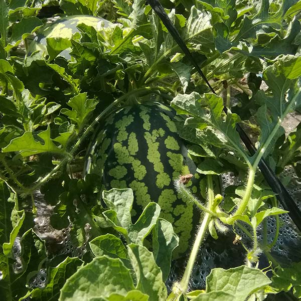 山形県産 門脇さんのすいか ピノガール 1.6kg 2玉【限定100点】【お届け期間：7月20日〜7月31日】【イオンゴールドカード会員さま限定特別セール5月】　商品画像2