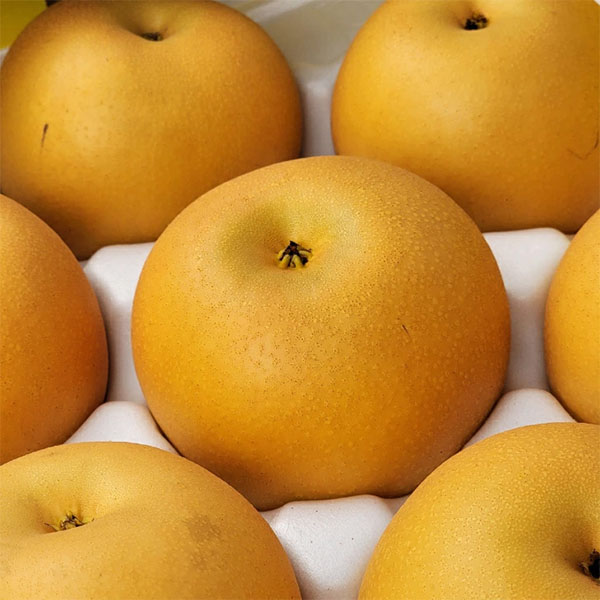 熊本県産 旬の梨 おまかせ 2kg 4〜10玉【お届け期間：8月12日〜9月30日】【サマーセール】　商品画像2