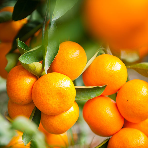 ミヤモトオレンジガーデン みかん寒天ゼリー オールスター食べ比べセット【おいしいお取り寄せ】　商品画像2