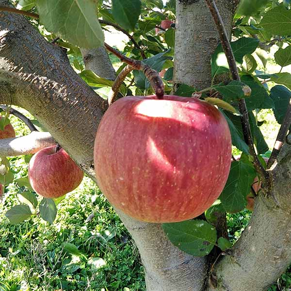 山形県産 サンふじりんご 蜜入り保証  2kg【お届け期間：11月20日〜12月31日】【おいしいお取り寄せ】　商品画像2