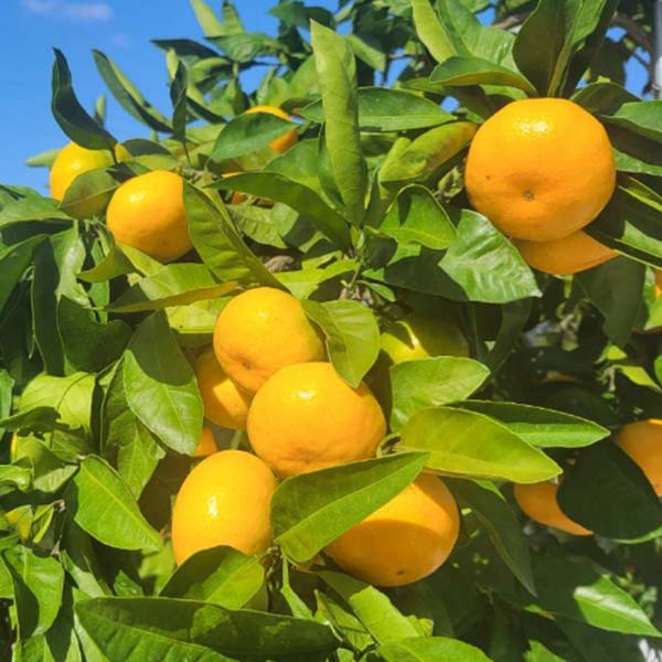 熊本県産 夢未来みかん 夢の恵 S〜Mサイズ 2.8kg【お届け期間:12月25日〜12月29日】【年末年始ごちそう特集】 商品画像2