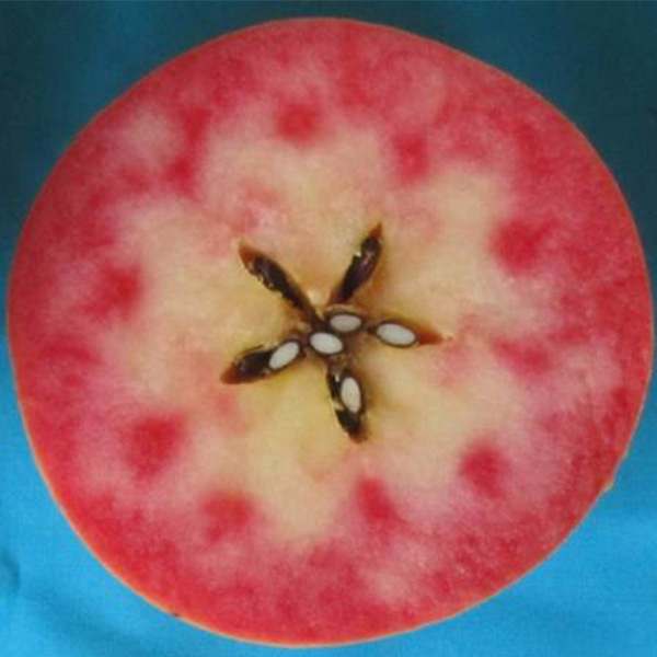 長野県産(JA中野市) りんご なかののきらめき 赤秀以上 5kg(14〜20玉)【限定100点】【お届け期間：11月1日〜11月20日】【秋のうまいもの市】　商品画像2