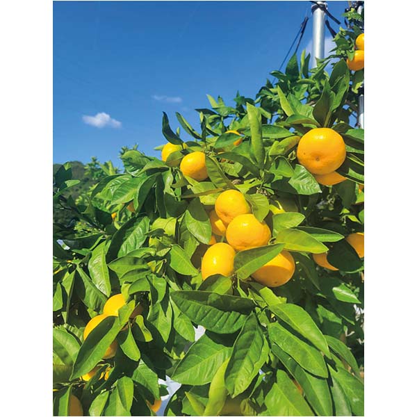 福岡県産 みかん 華たちばな(いしじ)糖度12度以上(お届け期間：11/15〜12/23)【冬の贈りもの・お歳暮】　商品画像2