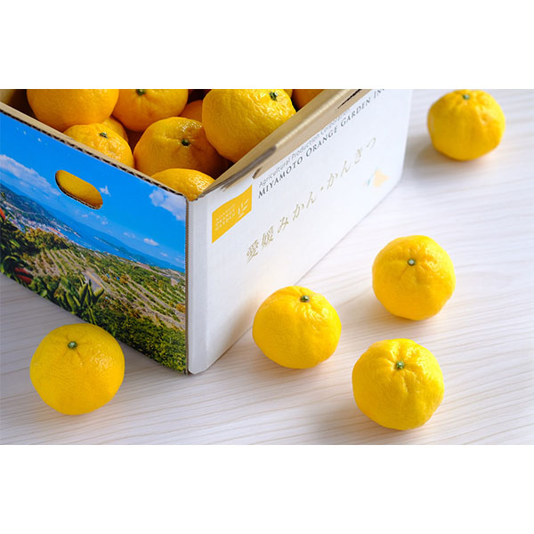 愛媛県八幡浜産 柑橘 媛小春2.3kg以上【限定300点】(お届け期間