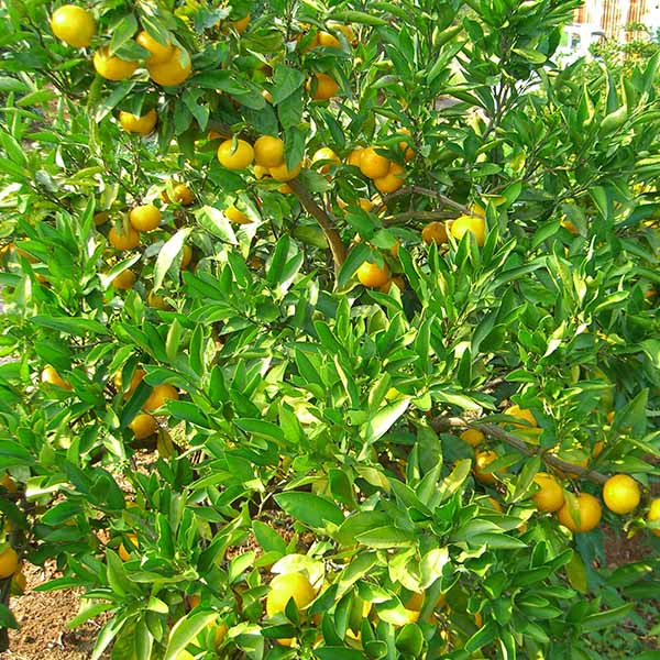 熊本県産 みすみのみかん ご家庭用 5kg【限定50点】【お届け期間：11月28日〜12月15日】【ブラックフライデー】　商品画像2
