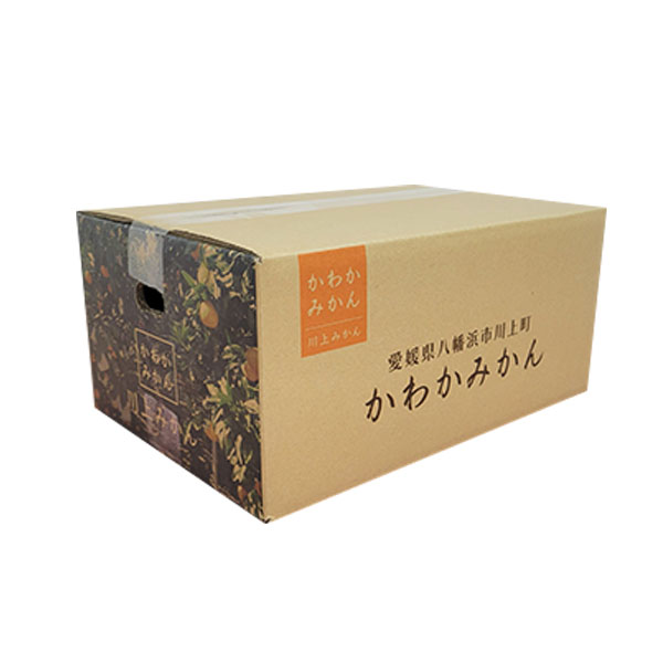 愛媛県八幡浜川上産 川上みかん わけあり 4.5kg【限定1000点】【お届け期間：11月20日〜12月25日】【ブラックフライデー】　商品画像2
