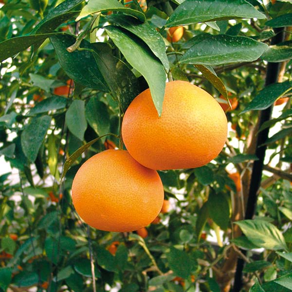愛媛県産(JAえひめ中央中島選果場) 紅まどんな 1.5kg 赤秀 Lサイズ【限定150点】【お届け期間:11月20日〜12月25日】【ブラックフライデー】 商品画像2