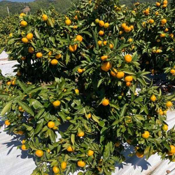 福岡県産(JA粕屋) 西南のひかり 2.5kg【限定200点】【お届け期間:1月15日〜1月31日】【おいしいお取り寄せ】 商品画像2