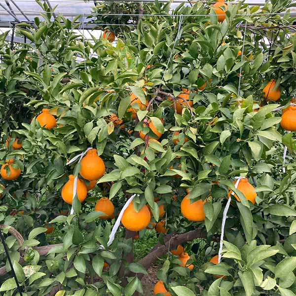 福岡県産(JA粕屋) デコポン 3.0kg【お届け期間：2月20日〜3月8日】【お買い得セール2月】　商品画像2