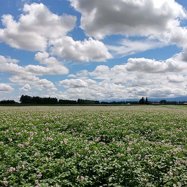 北海道産(トップバリュ減の恵み) じゃがいも たまねぎ詰合せ 計5kg【限定200点】【お届け期間:12月20日〜12月30日】【イオンゴールドカード会員さま限定特別セール12月】 商品画像2