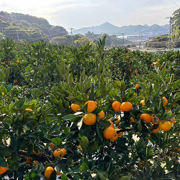 愛媛県産 中島育ちみかん 赤秀 5kg【お届け期間：12月10日〜12月28日】【おいしいお取り寄せ】　商品画像2