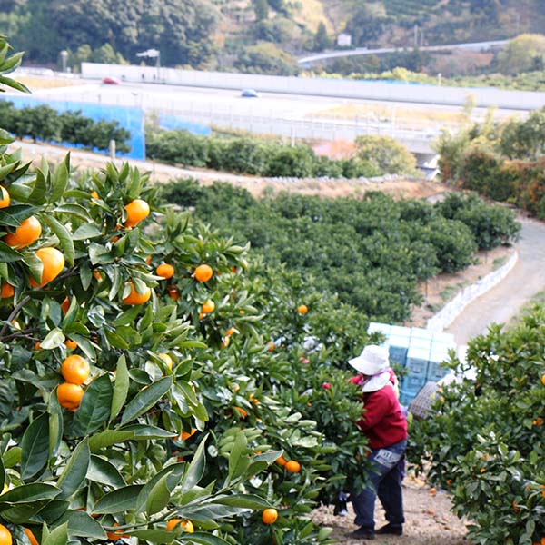 静岡県産(JAみっかび) 三ケ日 青島みかん 優品以上 8kg Lサイズ【お