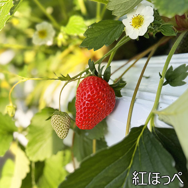 宮城県産 小林さんのいちご おまかせ4種詰合せ【限定200点】【お届け期間：1月20日〜2月20日】【初売り】　商品画像2