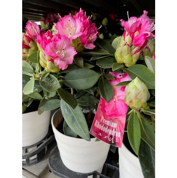 新潟県水澤園芸 シャクナゲ 鉢直径約18cm 高さ約60cm ピンク系【お届け期間】2026/02/07‐2026/02/14【バレンタイン】【KN】　商品画像2