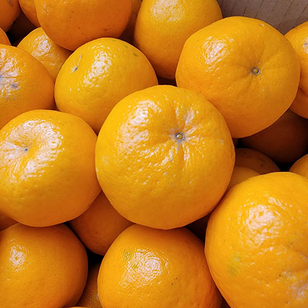 熊本県産 ポンカン 10kg【お届け期間：2月1日〜2月28日】【イオンゴールドカード会員さま限定特別セール1月】　商品画像2