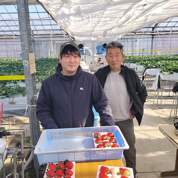 宮城県産 小林さんのいちご デラックス 赤 8〜15個【お届け期間：2月1日〜2月28日】【お買い得セール1月】　商品画像2