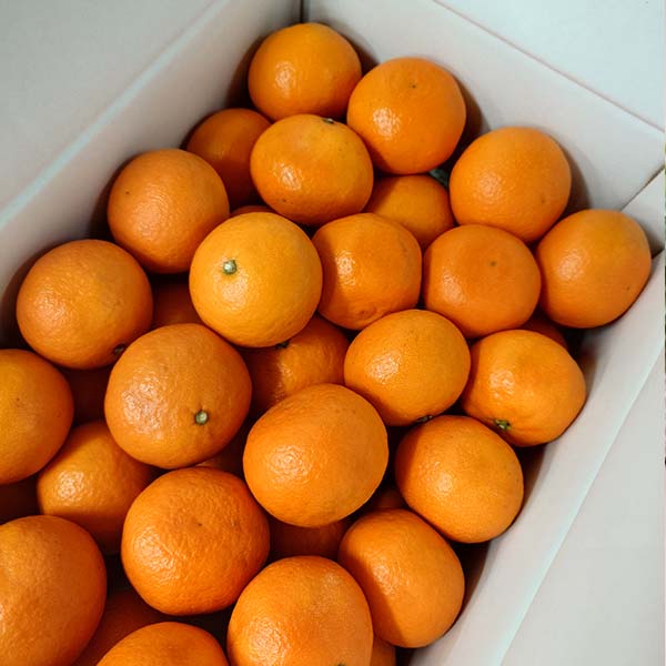 愛媛県産 柑橘 カラマンダリン(春のみかん) 2.8kg【お届け期間：4月1日〜4月30日】【Ａセレクション3月】　商品画像2