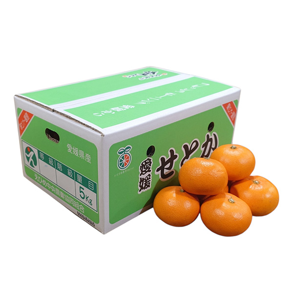 愛媛県 JAえひめ中央(中島) せとか (中島産) 計5kg以上 良L〜M【お届け期間:3月1日〜3月30日】【NN】 商品画像2