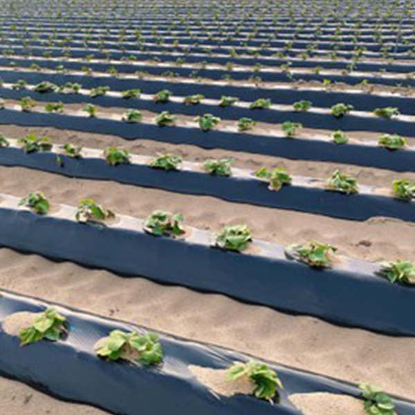 京都・山野農園 さつまいも 紅まいこ 3kg バラ【お届け期間：3月1日〜3月31日】【お買い得セール2月】　商品画像2