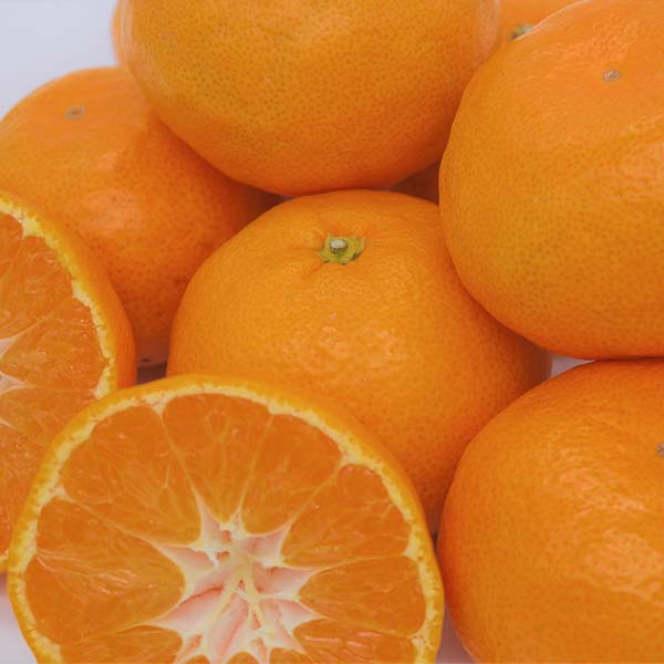 静岡県産(JAとぴあ浜松) 寿太郎みかん 3Lサイズ 2.7kg【限定300点】【お届け期間：2月24日〜3月15日】【お買い得セール2月】　商品画像2