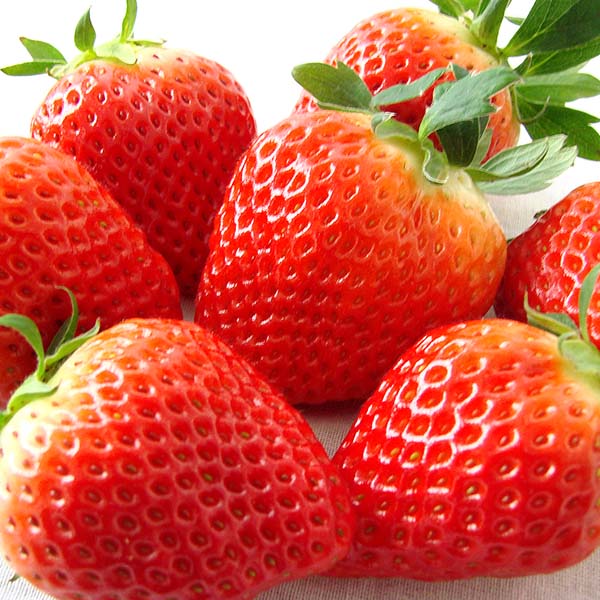 岐阜県産 いちご「華かがり」 2パック【限定200点】【お届け期間：3月1日〜3月31日】【お買い得セール2月】　商品画像2