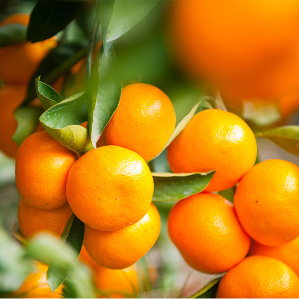 愛媛 農業生産法人(株)ミヤモトオレンジガーデン もぎたて自然のしずく みかんジュース4種飲み比べセット 4本(温州みかん、甘平、甘夏、清見)200ml×各1本【NN】　商品画像2